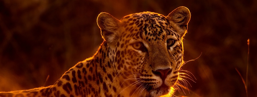 Luxury 10 days Tanzania safari and Zanzibar beach holiday