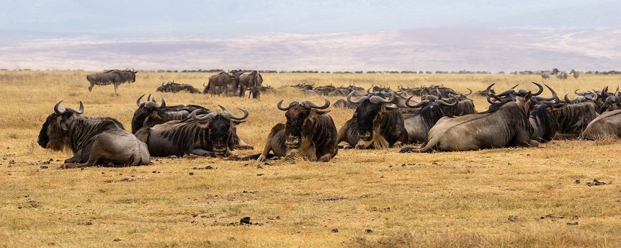 Luxury 1 day Serengeti safari tour