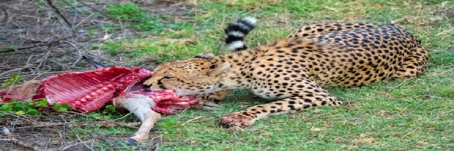 Best luxury 4 days Serengeti and Ngorongoro crater safari