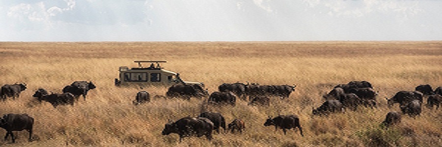 5 Days Tanzania Safari 