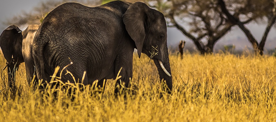 Top Tanzania safari destinations: 3 days Tarangire, Ngorongoro, and Lake Manyara safari