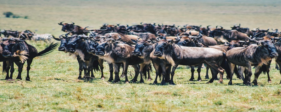 Luxury 10 days Serengeti Wildebeest Migration safari