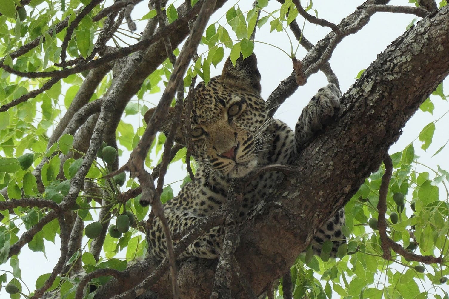 Mikumi National Park