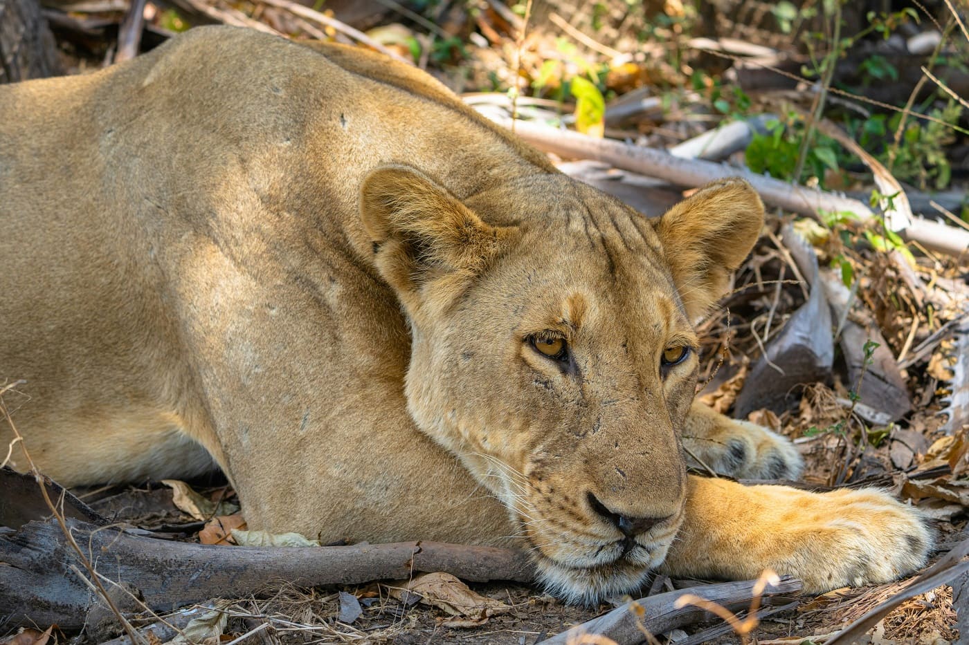 Nyerere National Park