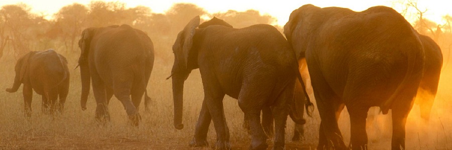 perfect 06 days Tanzania luxury safari