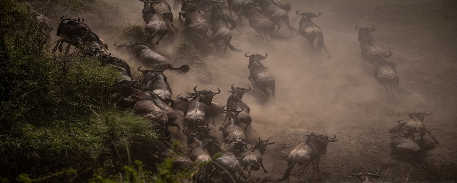 7 days Luxury great wildebeest Migration package