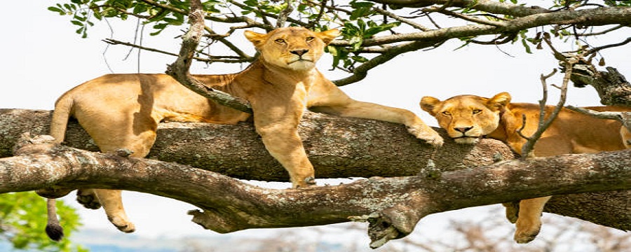 Luxury 6 days Serengeti safari and Ngorongoro & Manyara tour