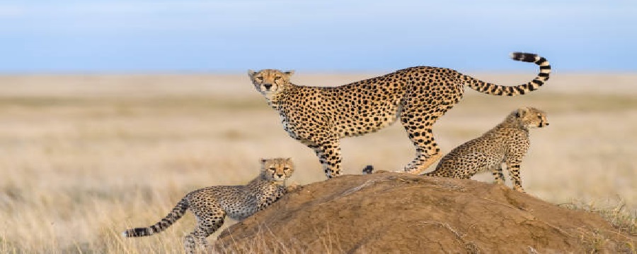 2 days luxury Serengeti safari tours