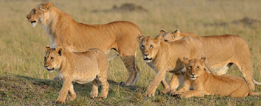 4 days Tanzania Big 5 luxury safari vacation