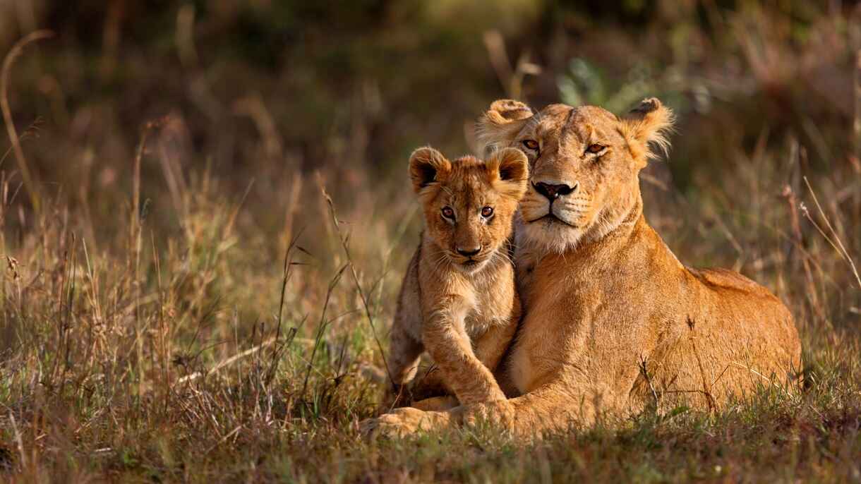 Serengeti safari
