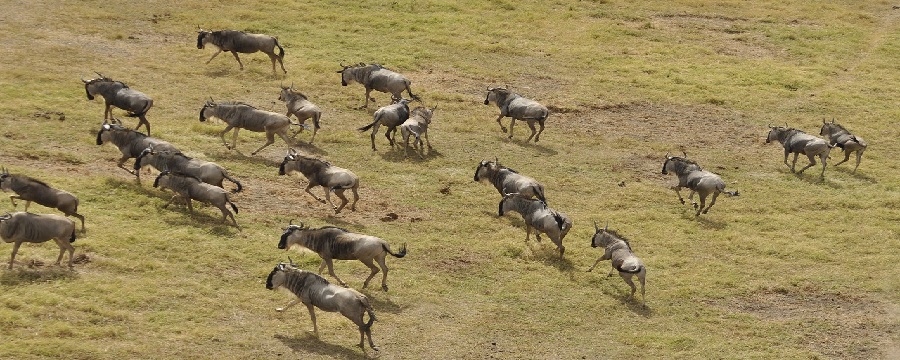 Best luxury Serengeti wildebeest migration safari tour packages